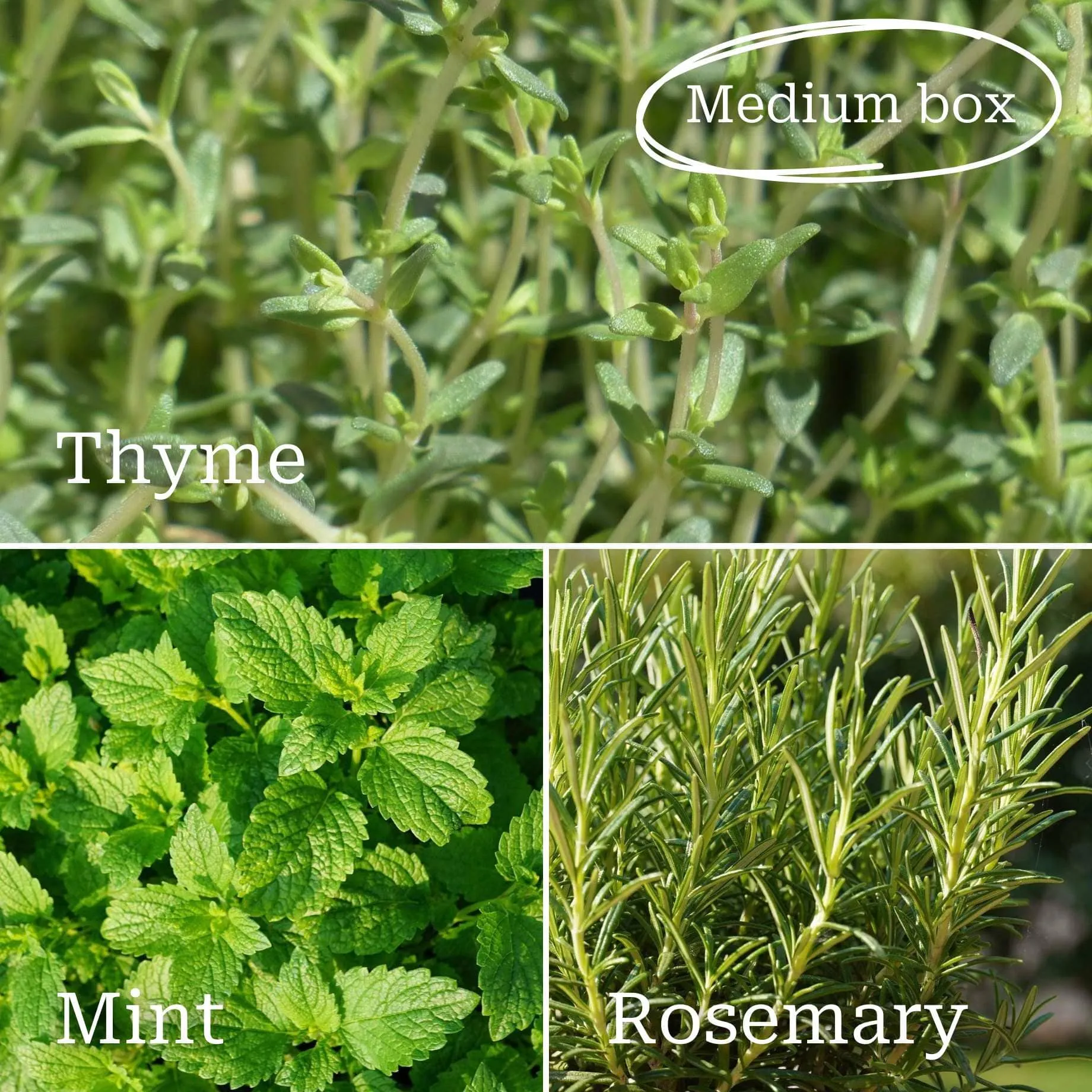 Best Herbs for Pots