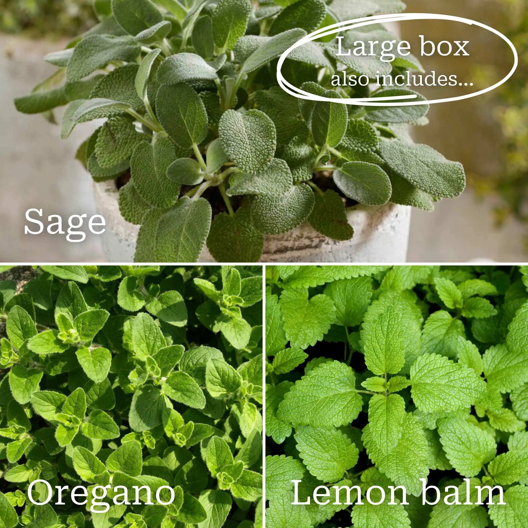 Best Herbs for Pots