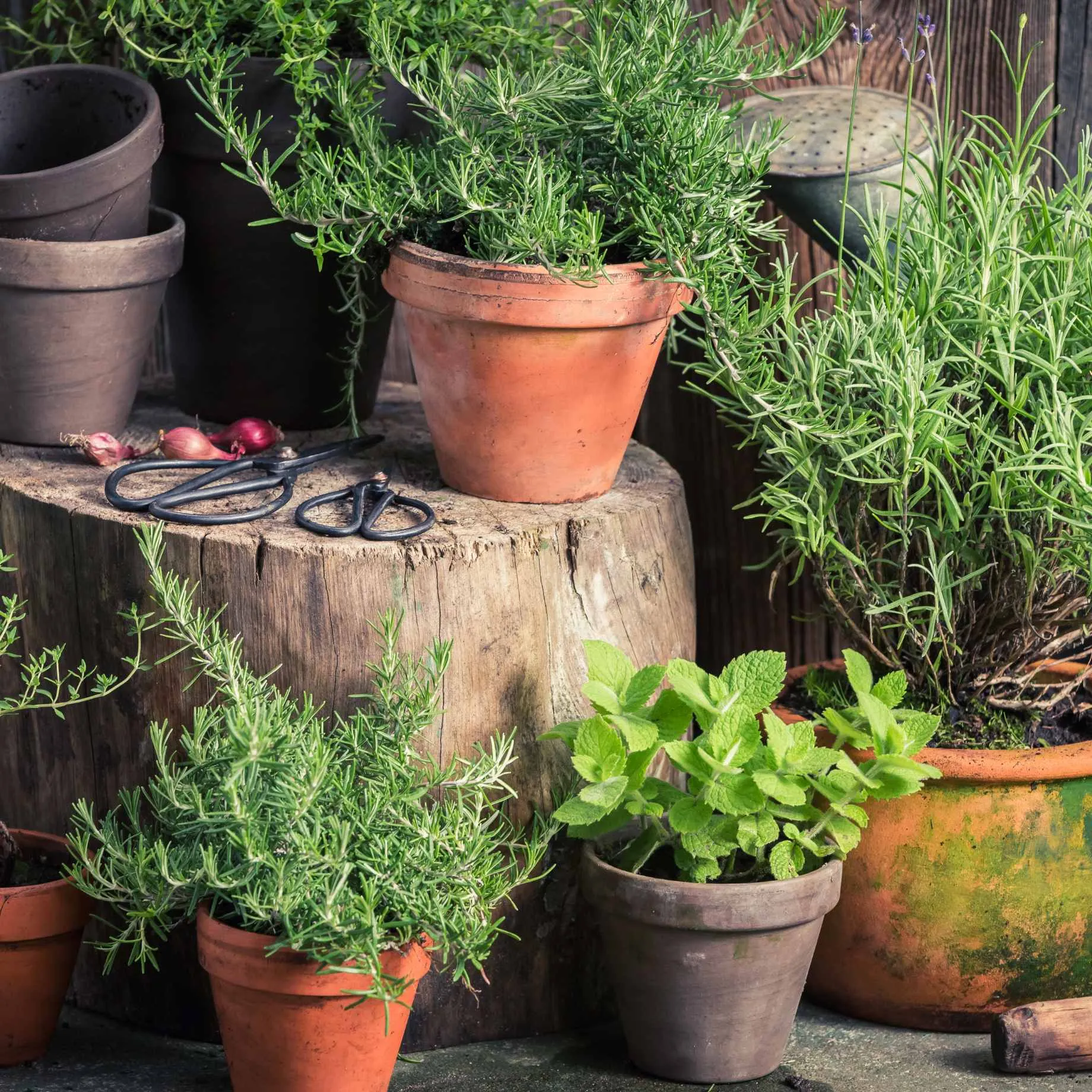 Best Herbs for Pots