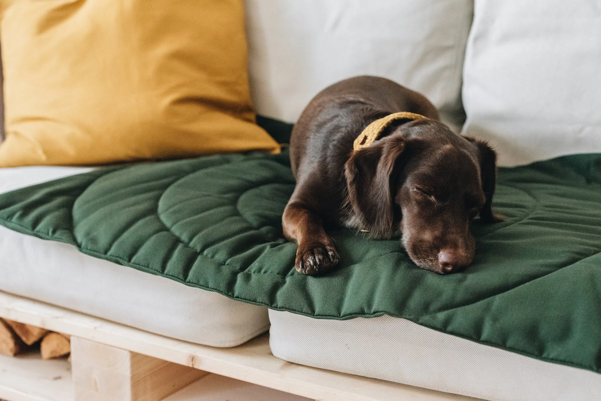 Compass Travel Dog Blanket