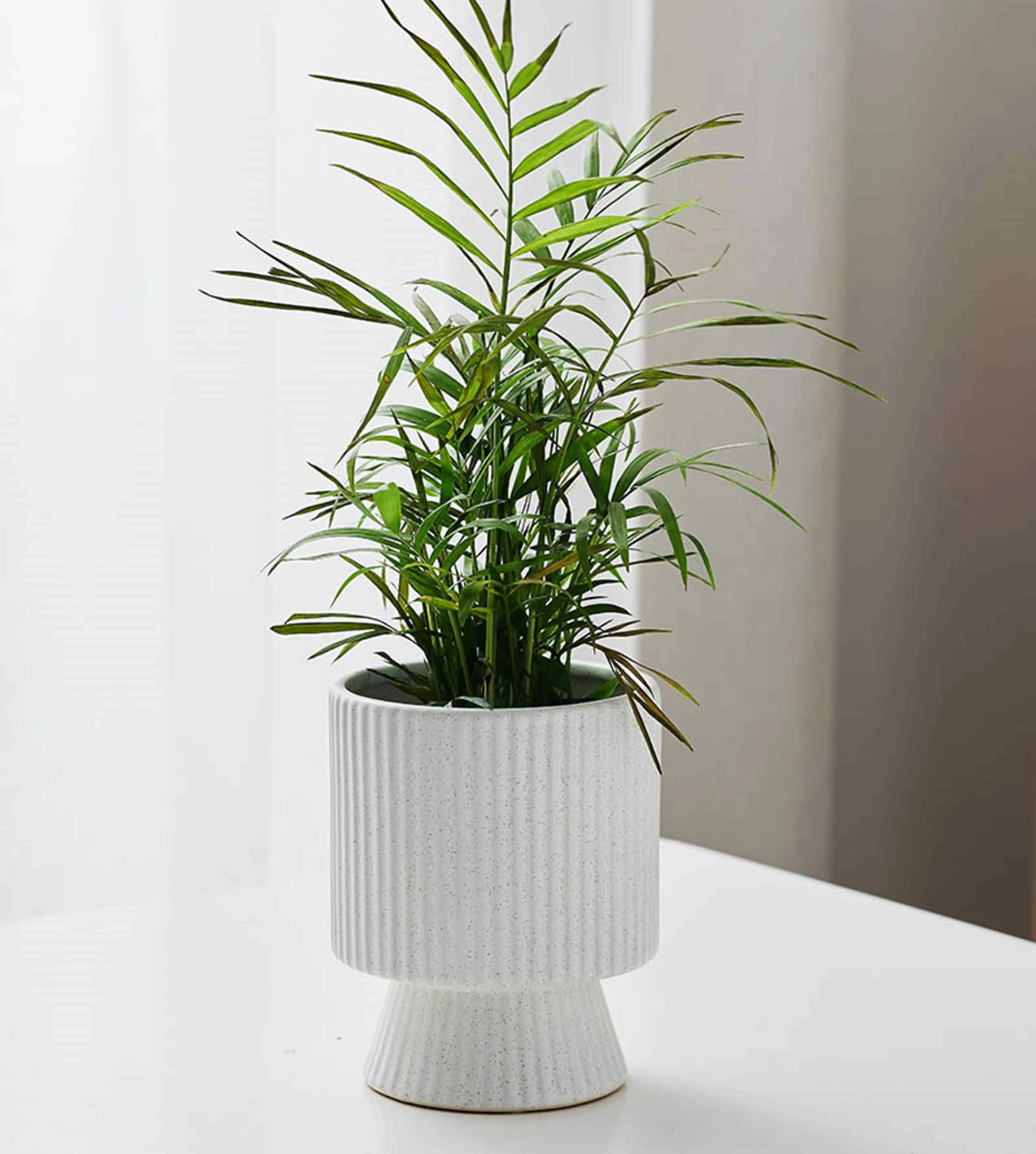 White Spike Pot for indoor plants